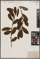 Salix aurita L. x Salix silesiaca Willd.